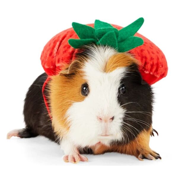 Strawberry Guinea Pig Costume - Dress up like a Berry! Berry CuteChristmas Gift - Picture 2 of 4